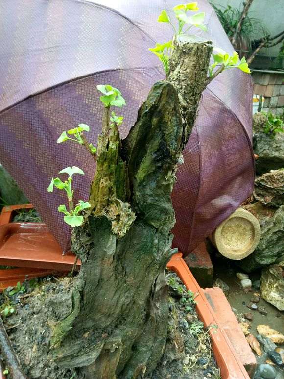 我的银杏下山桩树桩