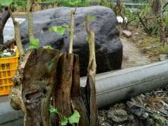 我的银杏下山桩树桩 可以吗 图片