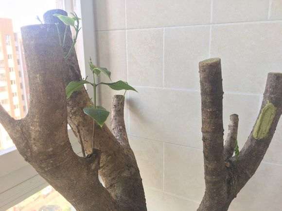 阳台桂花下山桩树桩