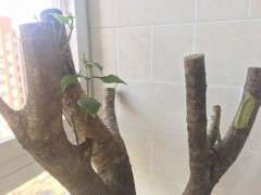 阳台桂花下山桩树桩 怎么才能发芽