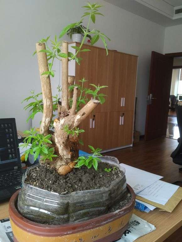 黄荆下山桩树桩多久才可以发芽 图片