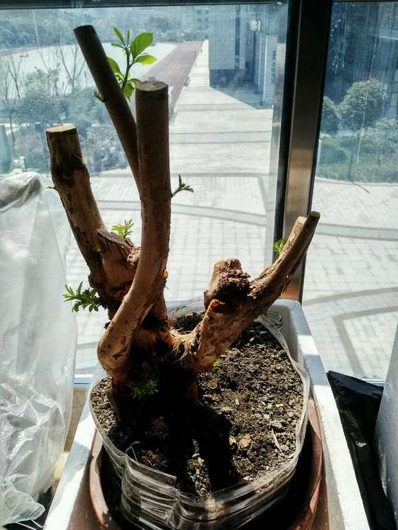 黄荆下山桩树桩多久才可以发芽 图片