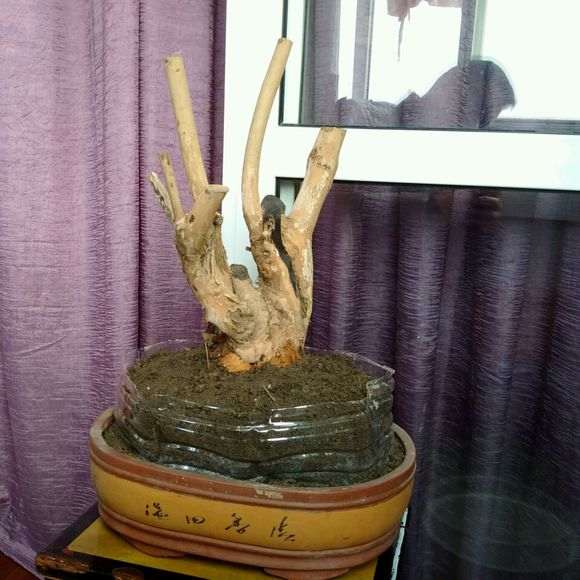 黄荆下山桩树桩多久才可以发芽 图片