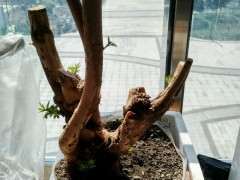 黄荆下山桩树桩多久才可以发芽 图片