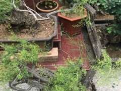 这是什么下山桩树桩 是不是岗松