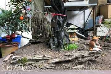 为什么大家制作盆景没有诗意 图片