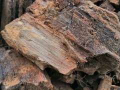山里腐熟的树桩历经几十年松皮早已腐烂掉了
