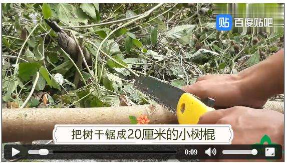 怎么 扦插雀梅下山桩生根快