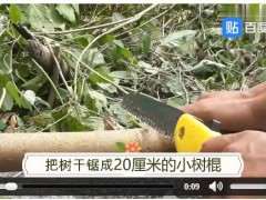 怎么 扦插雀梅下山桩生根快 图片