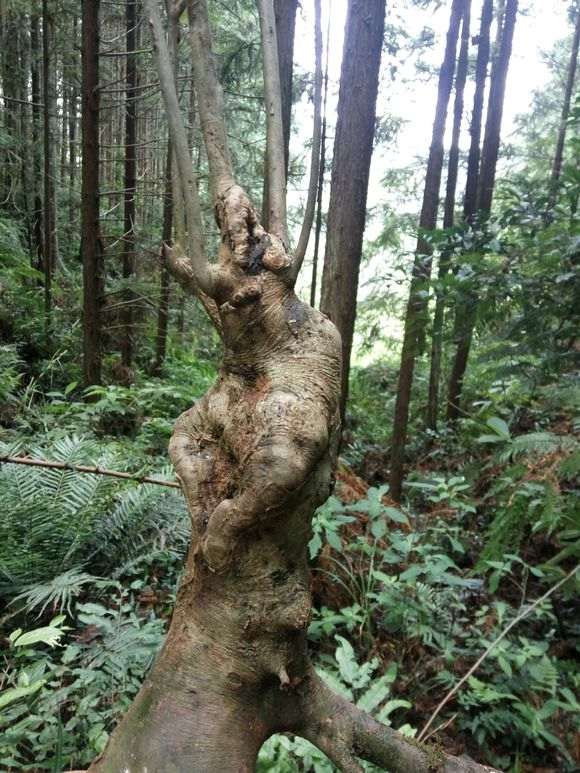 今天上山看的下山桩树桩