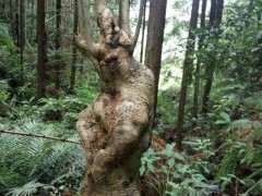 今天上山看的下山桩树桩 是什么树种