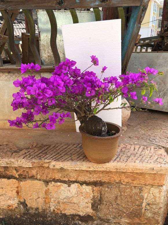 三角梅下山桩树桩盆养10年的效果图片