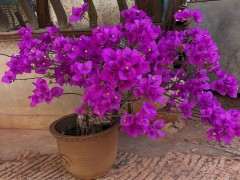 三角梅下山桩树桩盆养10年的效果图片