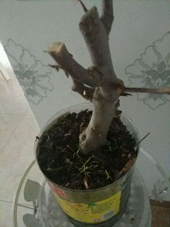 树桩下山桩用生根粉兑水泡一下