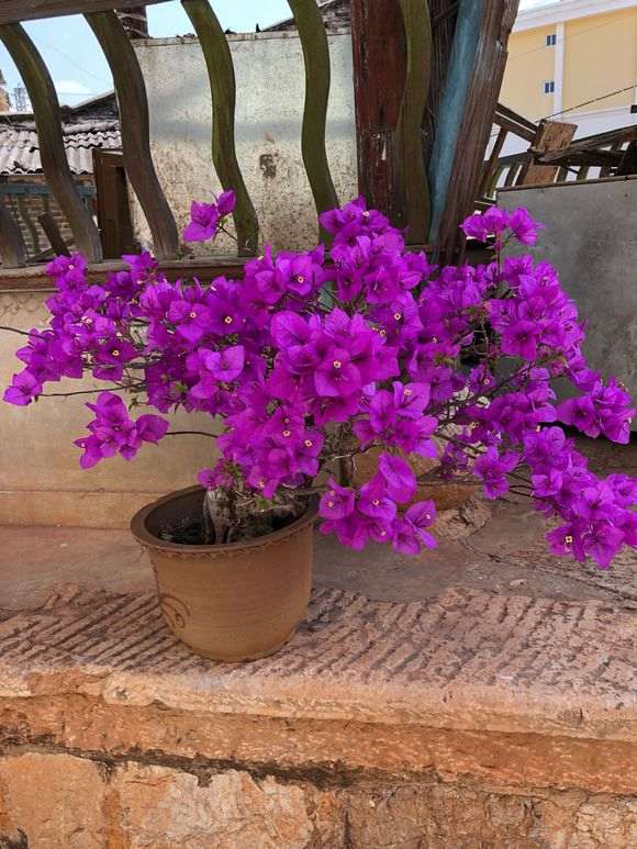 树桩下山桩用生根粉兑水泡一下