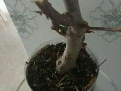 树桩下山桩用生根粉兑水泡一下 发芽很快