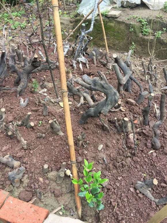 下山桩有80%成活率 你种得太浅了