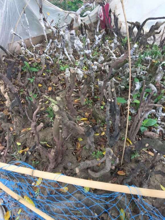 下山桩有80%成活率 你种得太浅了