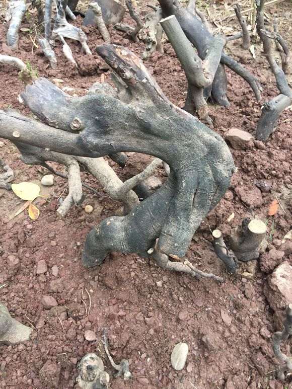 下山桩有80%成活率 你种得太浅了