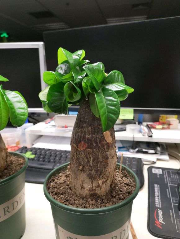 买回来的下山桩树桩