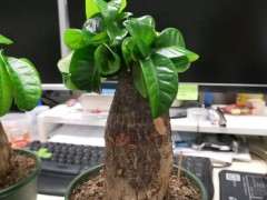 买回来的下山桩树桩 种下一个月了 图片