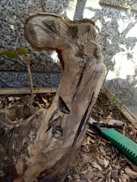 我的下山桩树桩裂了怎么处理 图片