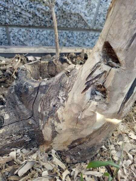 我的下山桩树桩裂了怎么处理 图片