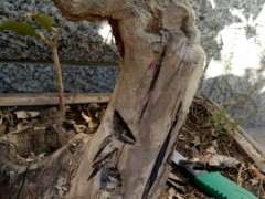 我的下山桩树桩裂了怎么处理 图片