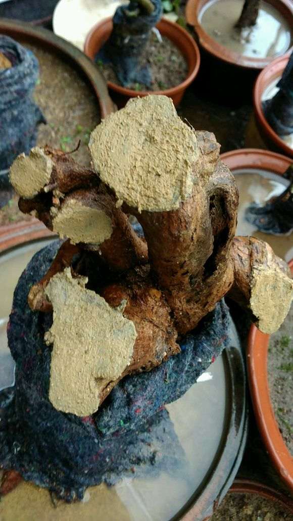 下山桩用什么愈合剂最好 图片