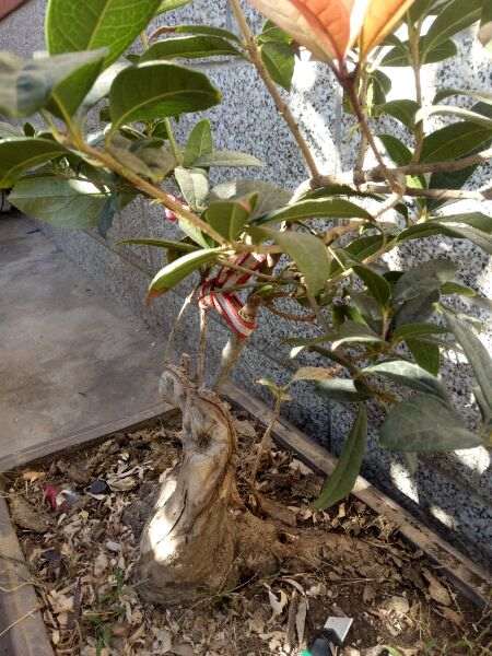 下山桩用什么愈合剂最好 图片