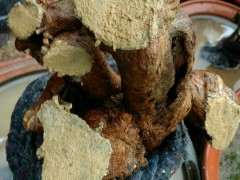 下山桩用什么愈合剂最好 图片