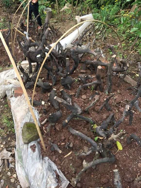 砍过的林地只剩下树桩下山桩怎么处理