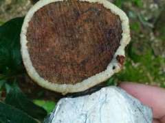 砍过的林地只剩下树桩下山桩怎么处理