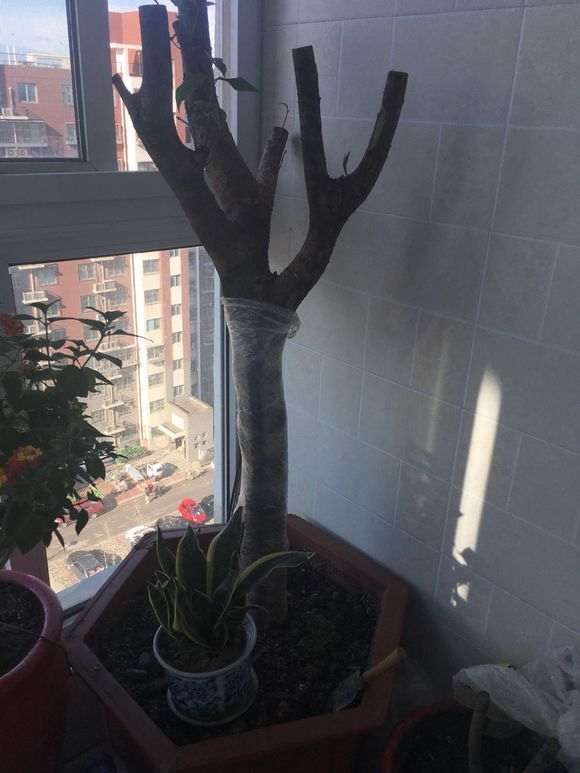 桂花树桩下山桩新芽好多都干了 怎么办