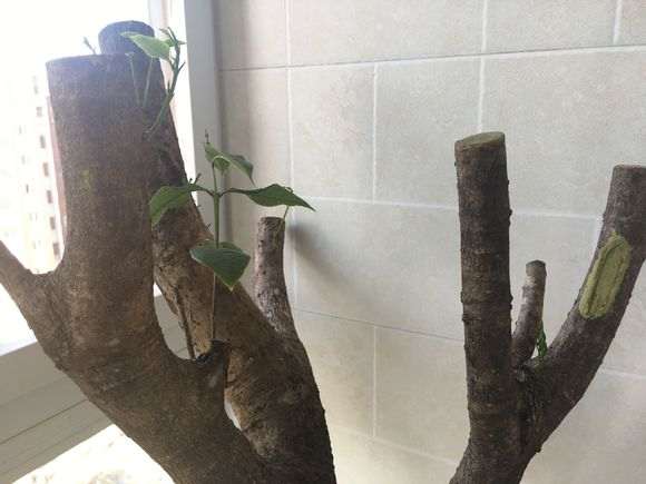 桂花树桩下山桩新芽好多都干了 怎么办