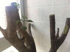 桂花树桩下山桩新芽好多都干了 怎么办