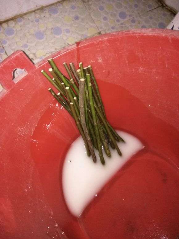 蔷薇下山桩可以嫁接树月季吗 图片