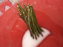 蔷薇下山桩可以嫁接树月季吗 图片