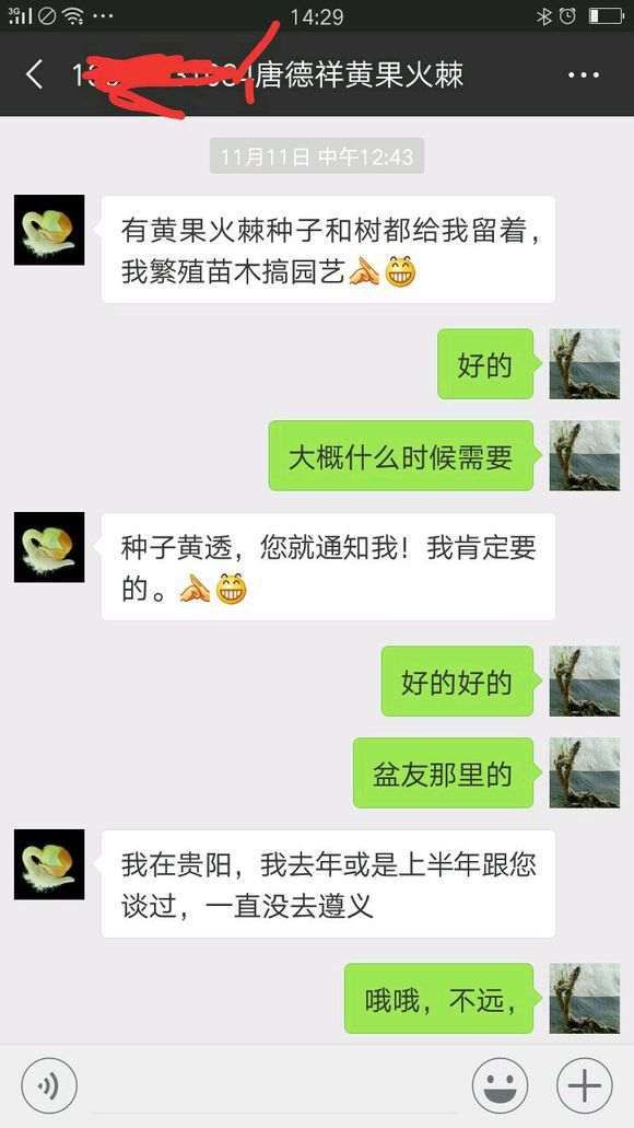 暴光一个卖火棘下山桩的骗子 图片