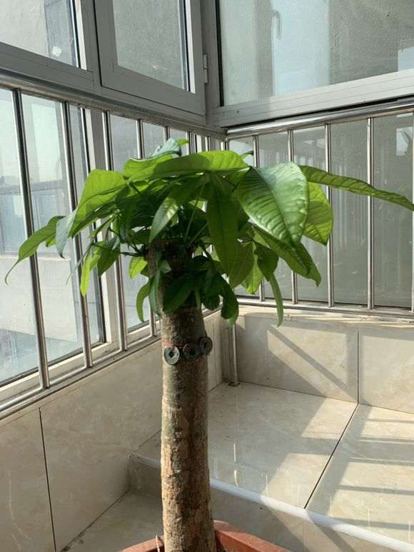 27天前买的树桩下山桩发出好多叶子