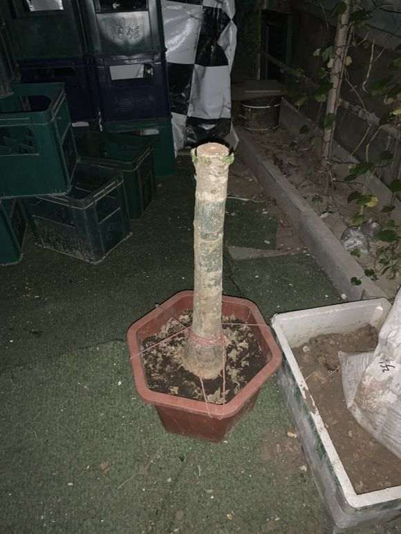 27天前买的树桩下山桩发出好多叶子