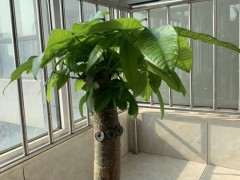 27天前买的树桩下山桩发出好多叶子