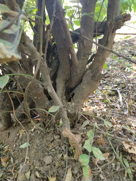 40年的老花椒树桩下山桩能玩吗