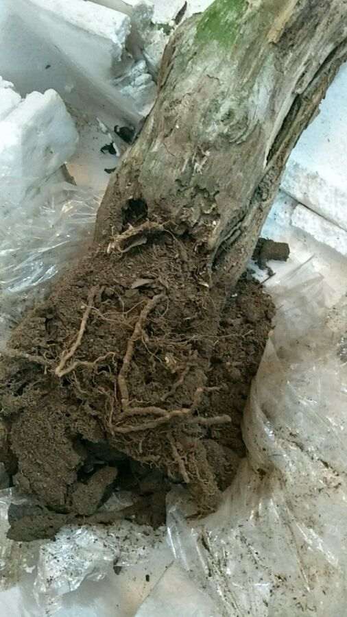 舍利下山桩160元