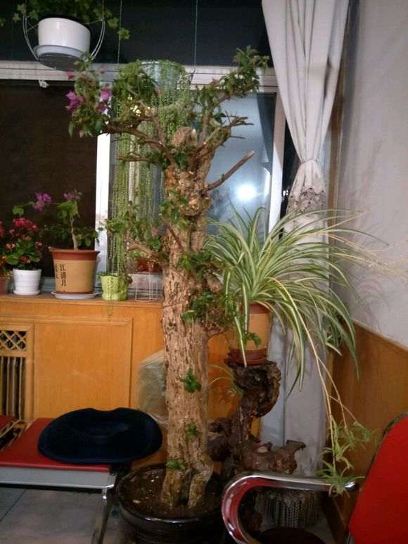 舍利下山桩160元