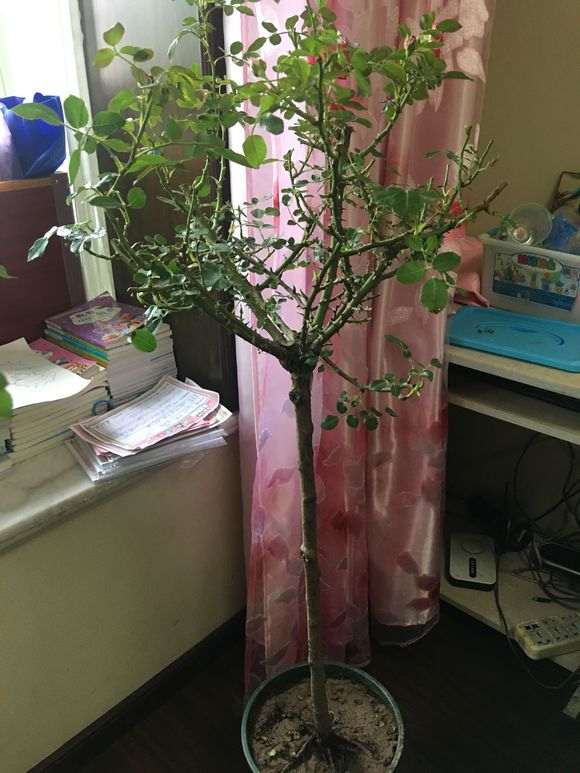 月季下山桩有盲芽盲点
