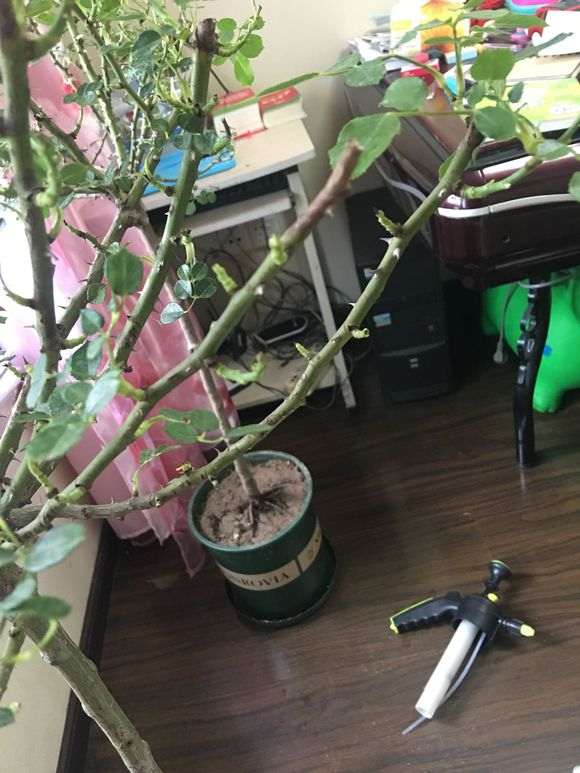 月季下山桩有盲芽盲点
