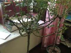 月季下山桩有盲芽盲点 怎么办 图片