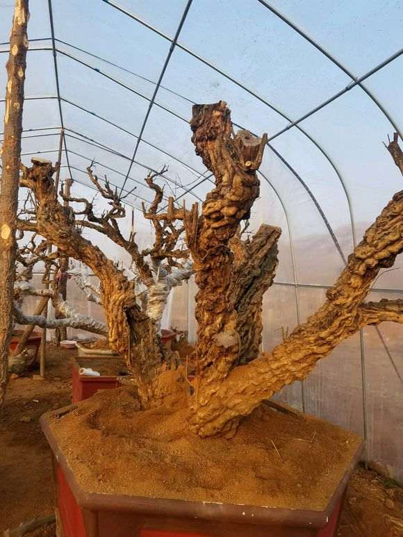 150年大树下山桩已经上盆 看看可以吗