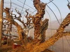 150年大树下山桩已经上盆 看看可以吗